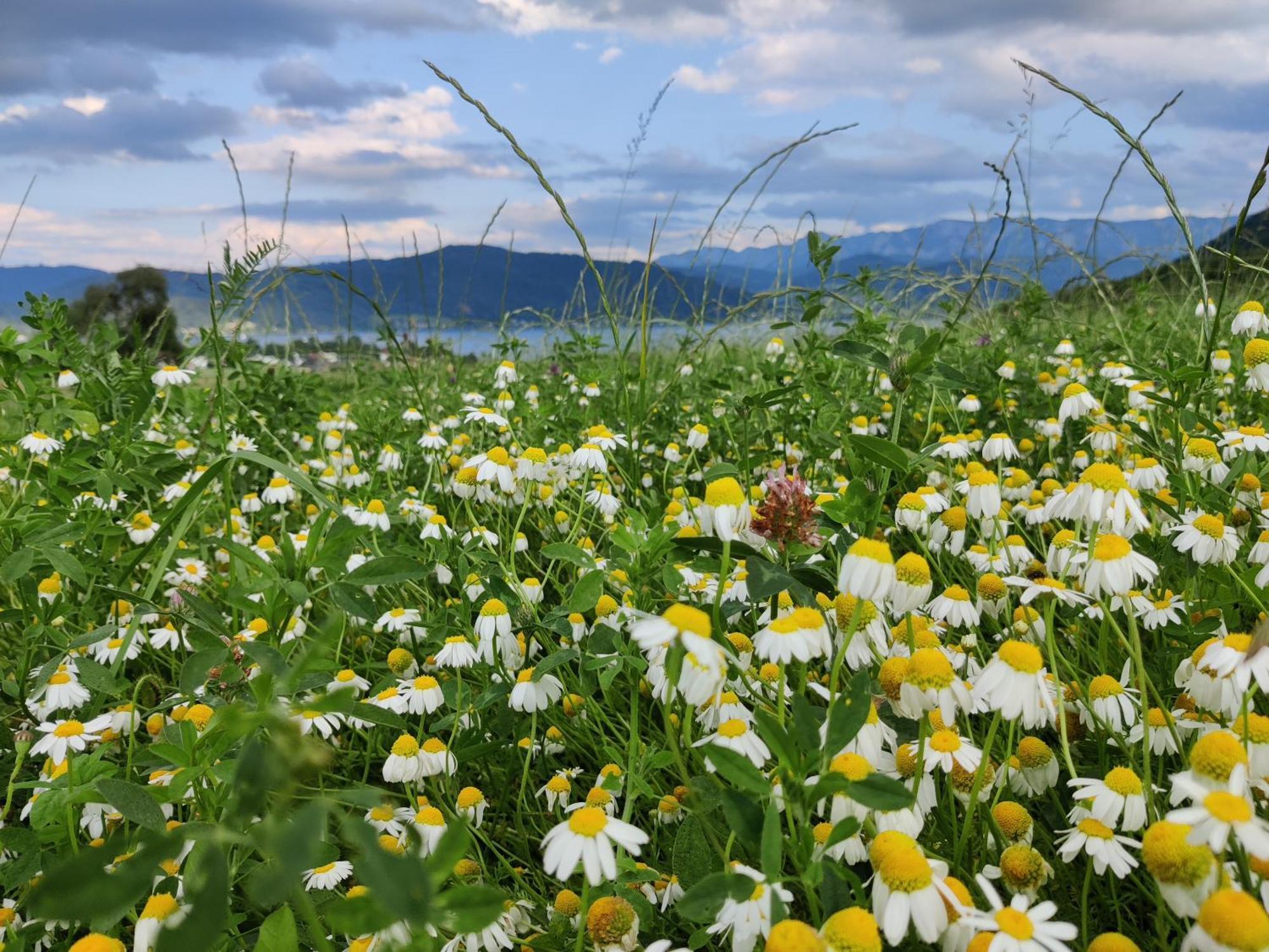 Pension Holzapfel Sankt Georgen im Attergau Esterno foto