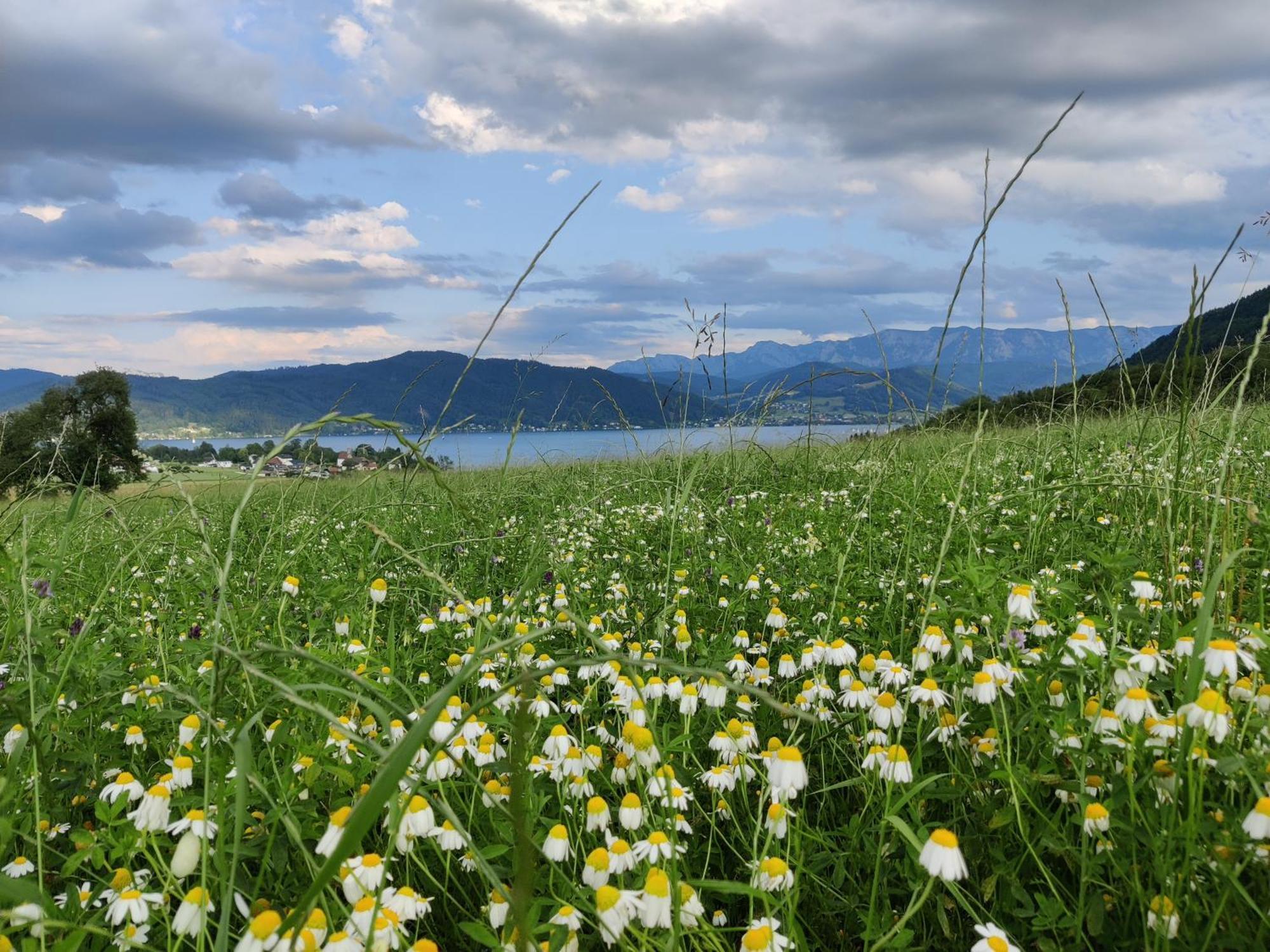 Pension Holzapfel Sankt Georgen im Attergau Esterno foto