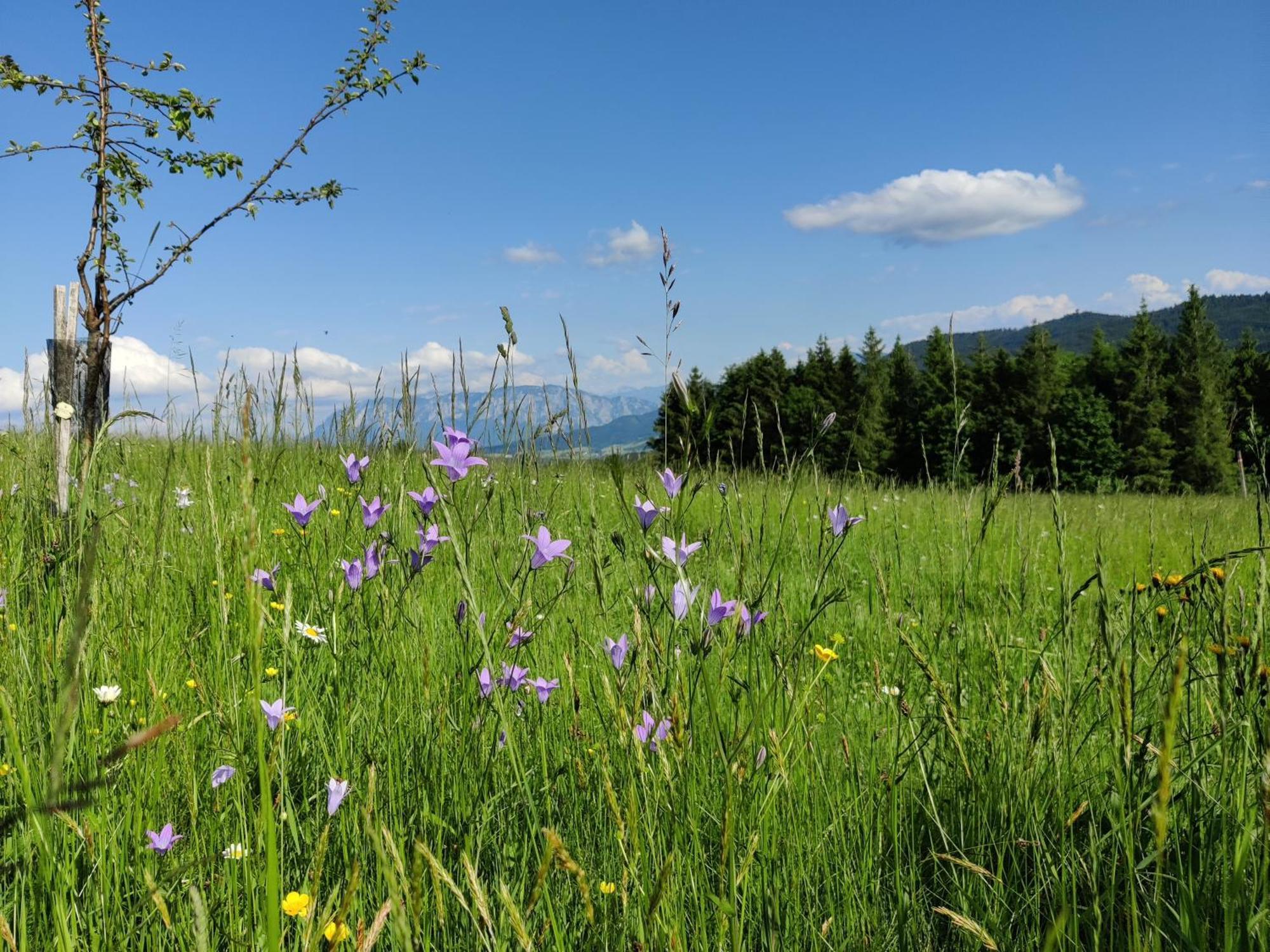 Pension Holzapfel Sankt Georgen im Attergau Esterno foto